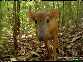 Ogilby's Duiker (Cephalophus ogilbyi) in Cameroon. This species often shows a lot of interest in the cameras.